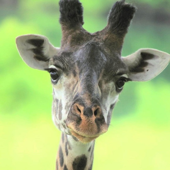 Meet your Posher, Tanya - Picture 1 of 1